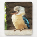 Search for australian birds electronics Kookaburra