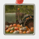 Search for harvest christmas tree decorations Rural