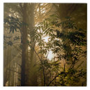 Search for evergreen tiles Forest