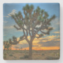 Search for joshua coasters California