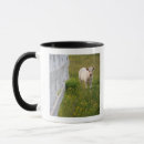 Search for cows in field mugs Agriculture