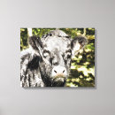 Search for bull cow canvas prints Farm animals