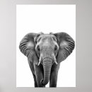 Search for elephant kids posters Safari