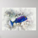 Search for boxfish Blue