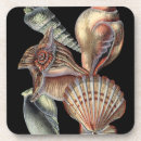 Search for creatures barware Sand dollar