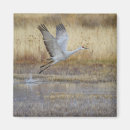 Search for sandhill magnets Bosque del apache