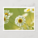 Search for summer time postcards Flowers