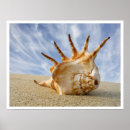 Search for macro shell Ocean
