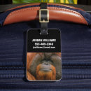 Search for borneo accessories Pongo pygmaeus