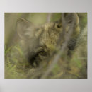 Search for wolf pup posters Nature