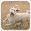 Search for mixed breed coasters Goldendoodle