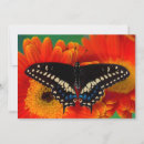Search for papilio cards Yellow