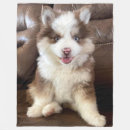 Search for pomeranian blankets Puppy