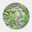 Search for blue heron magnets Herons