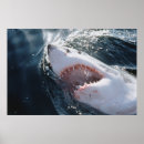 Search for great white shark posters Close up