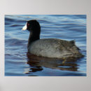 Search for coots Fulica americana