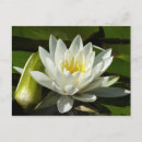 Search for budding postcards Floral