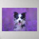 Search for collie pet posters Border