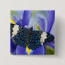 Search for purple butterfly badges Animal