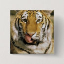 Search for tiger eye badges Wildlife