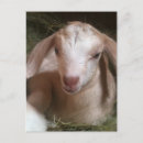 Search for newborn baby postcards Farm