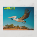 Search for bird flight postcards Flying