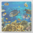 Search for tropical reef coasters Fish