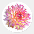 Search for dahlias stickers Orange