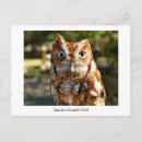 Search for owl flat postcards Animals