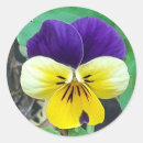 Search for pretty pansy stickers Botanical