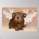 Search for guinea pig posters Cavies