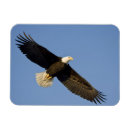 Search for haliaeetus magnets Flying