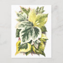 Search for vintage ivy postcards Illustration