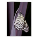 Search for rice paper cards Tree nymph