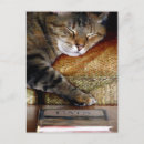 Search for sleeping kitty postcards Cat