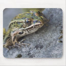 Search for leopard frogs Voyageurs national park