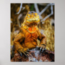 Search for iguanas posters Wildlife