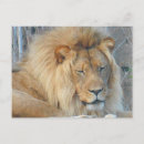 Search for lions mane postcards Animal