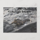 Search for galapagos islands postcards Ecuador