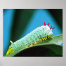 Search for colourful insect posters Bug