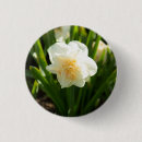 Search for white daffodil badges Daffodils