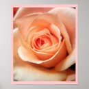 Search for peach floral posters Flower