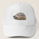 Search for shells hats Turtle
