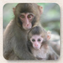Search for baby monkey coasters Animals in the wild