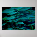 Search for green fish posters Beach