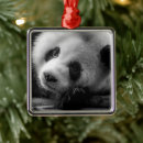 Search for black bear christmas tree decorations Black and white
