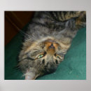 Search for feral posters Tabby