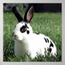 Search for mini rex posters Bunny