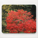 Search for japanese maple tree Botanical