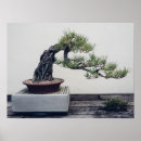 Search for bonsai tree posters Garden